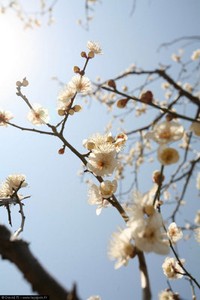 CERISIERS FLEURS.jpg